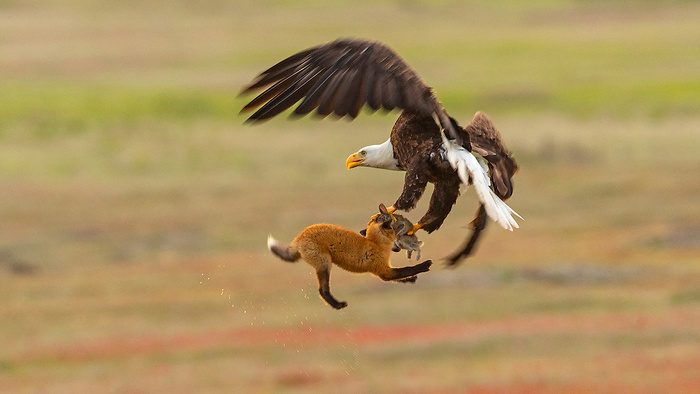Eagle, Fox Battle in Midair During 'Dramatic Act of Thievery'